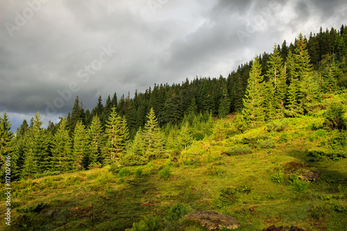 Wallpaper Mural Cloudy summer Carpathian mountains landscape. pine forest, Ukraine, Europe. Torontodigital.ca