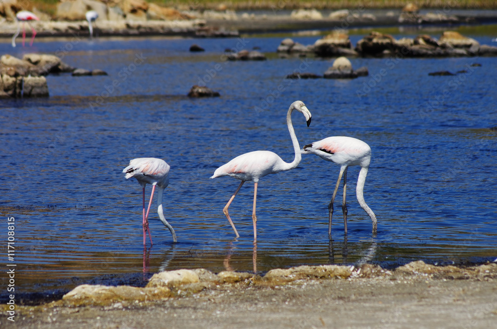 Fototapeta premium Flamingos in Sardinia