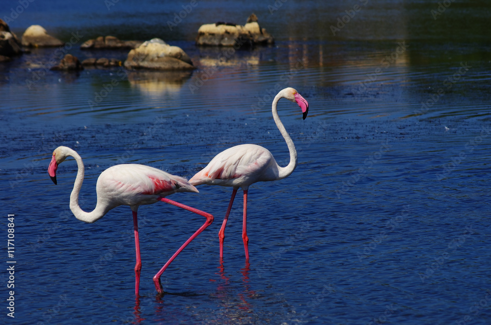 Flamingos in Sardinia