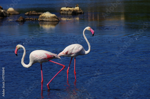 Obraz na płótnie Flamingos in Sardinia w salonie