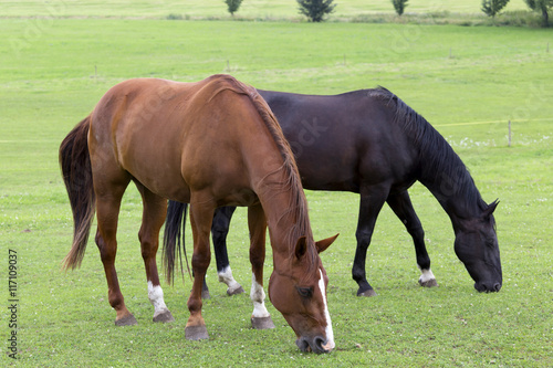 Grazing Horses in the summer Landscape © Kajano