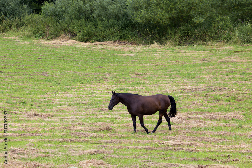 Grazing Horse in the summer Landscape Grazing Horse in the summer Landscape