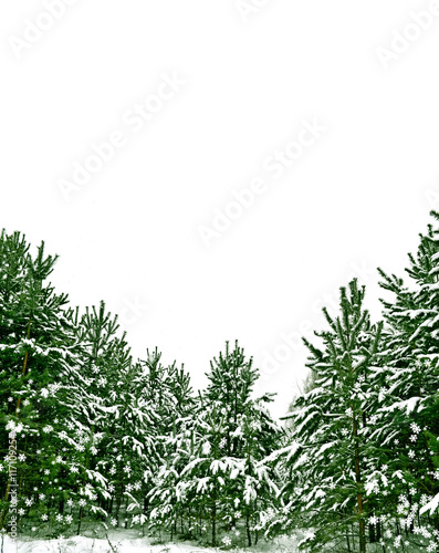  Snow covered trees. fir isolated on white background