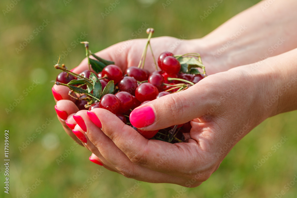 Woman hand showing fresh delicious cherry Woman hand showing fresh delicious cherry