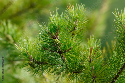 Cone on the branch of pine