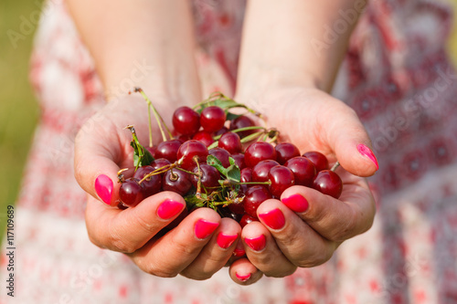 Two hands holding bunch of fresh cherries outdoor © Andrey Cherkasov