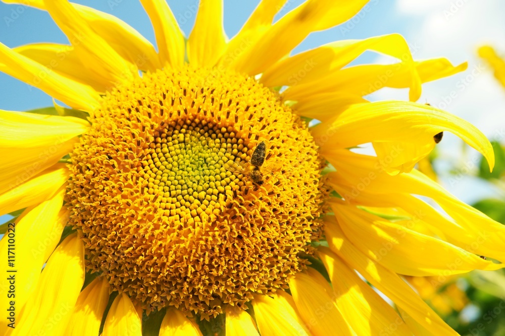 Naklejka premium sonnenblume II