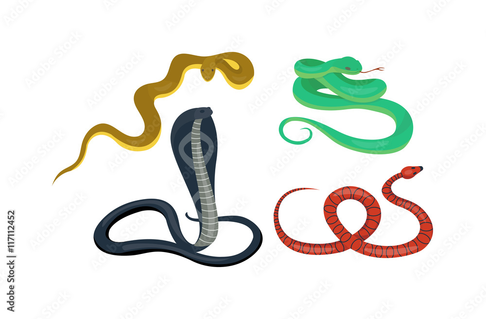 Obraz premium Snake reptile cartoon vector