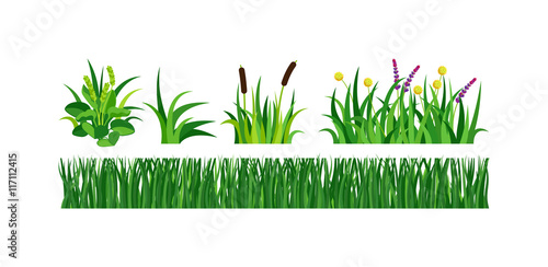 Grass vector illustration.
