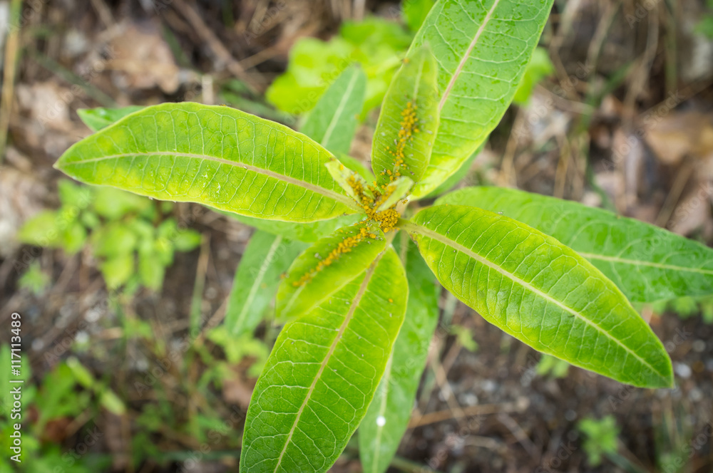 Yellow Aphids Macro