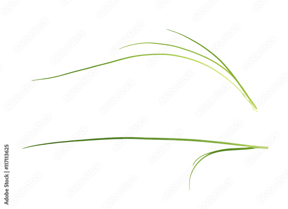 Green onion scallions isolated Green onion scallions isolated