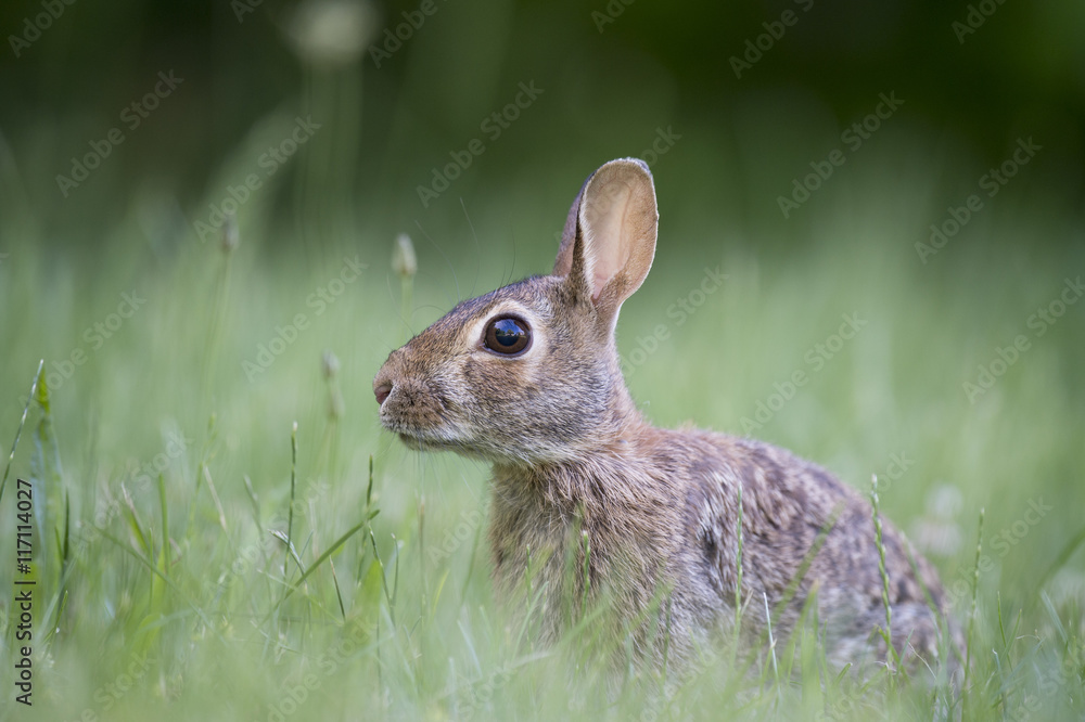 Fototapeta premium An Eastern Cottontail Rabbit sits in tall green grass with soft light.