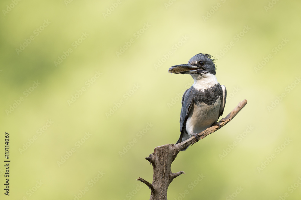 Fototapeta premium A Belted Kingfisher perches on a small branch with a fish in its beak in front of a bright green background.