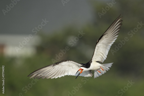 An adult Black Skimmer flies in front of a smooth green background while calling loudly.