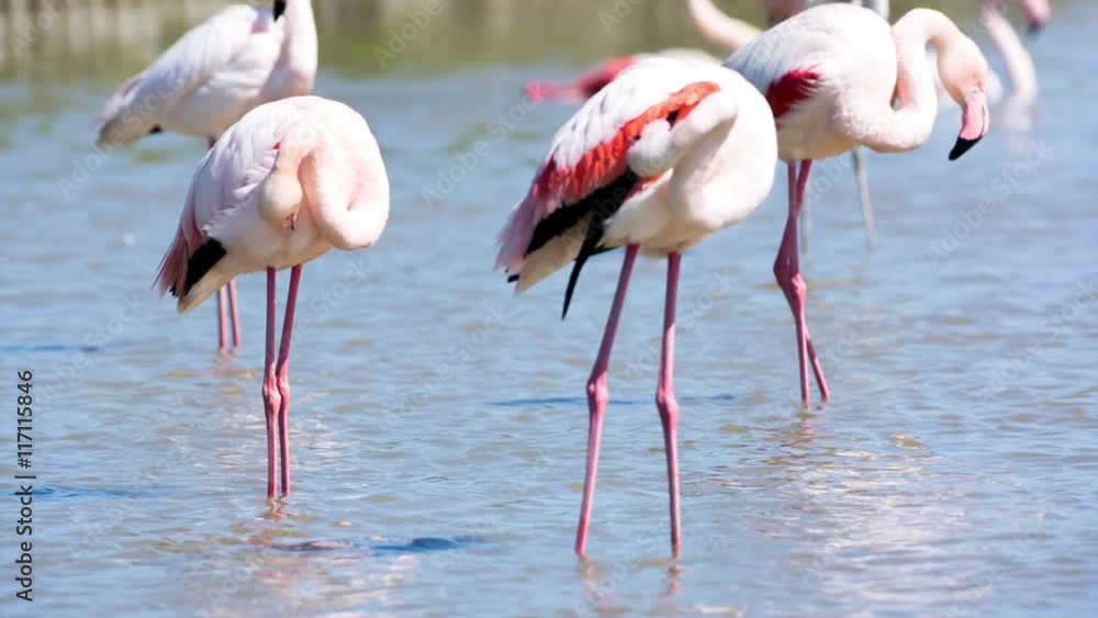 pink flamingos in the salt lagoons pink flamingos in the salt lagoons