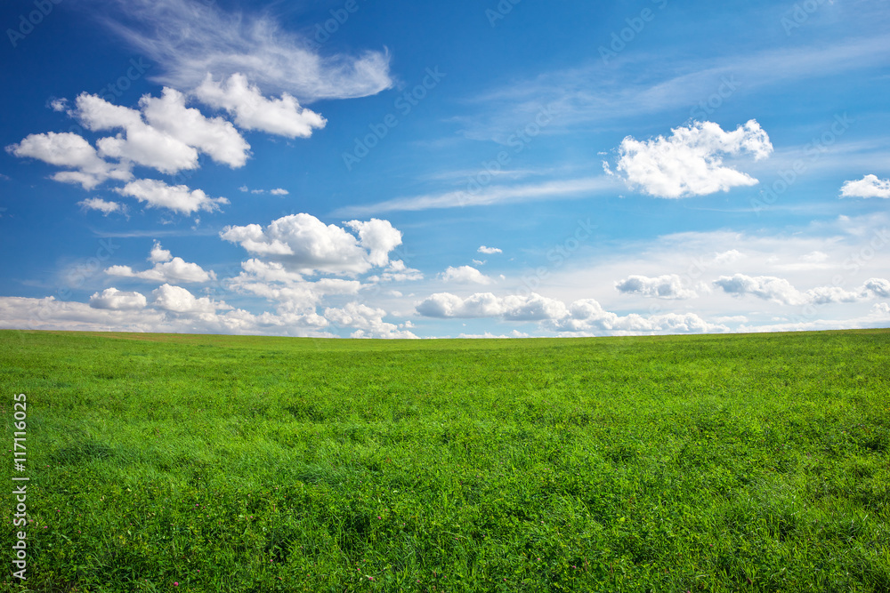 Beautiful green field and blue cloudy sky.