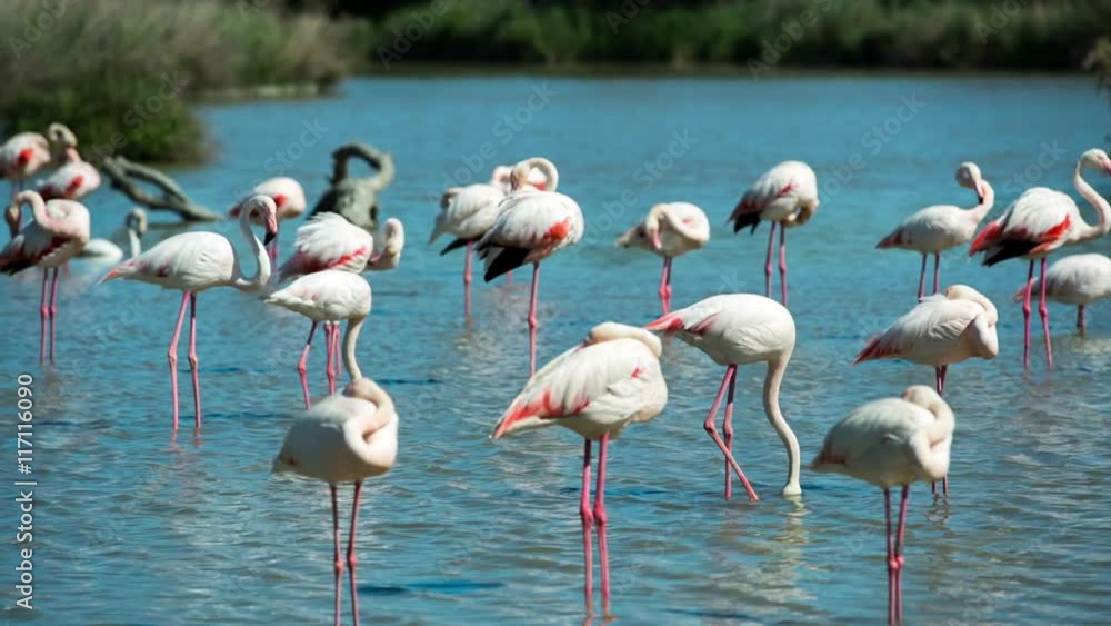 pink flamingos in the salt lagoons pink flamingos in the salt lagoons