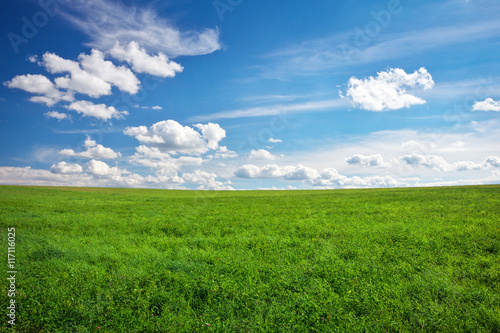 Beautiful green field and blue cloudy sky.
