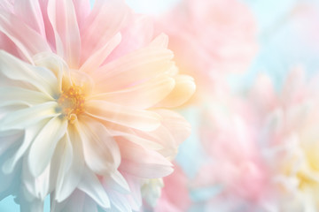 Papier peint photo Pivoines Fond floral de pivoine rose  © Lily