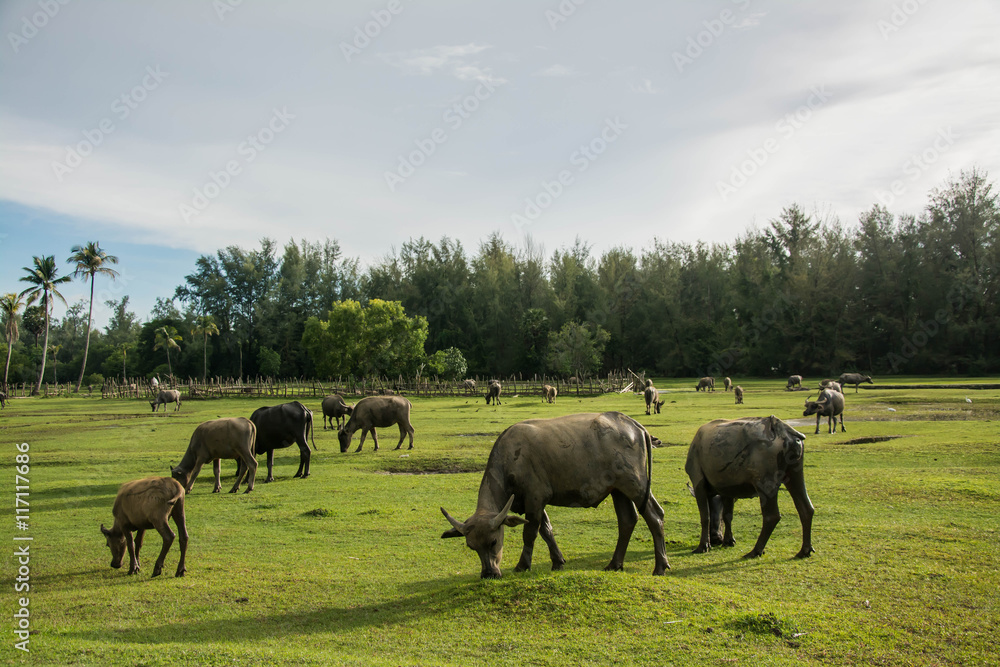 Thai buffalo is grazing in a field