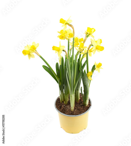 Yellow narcissus flower isolated