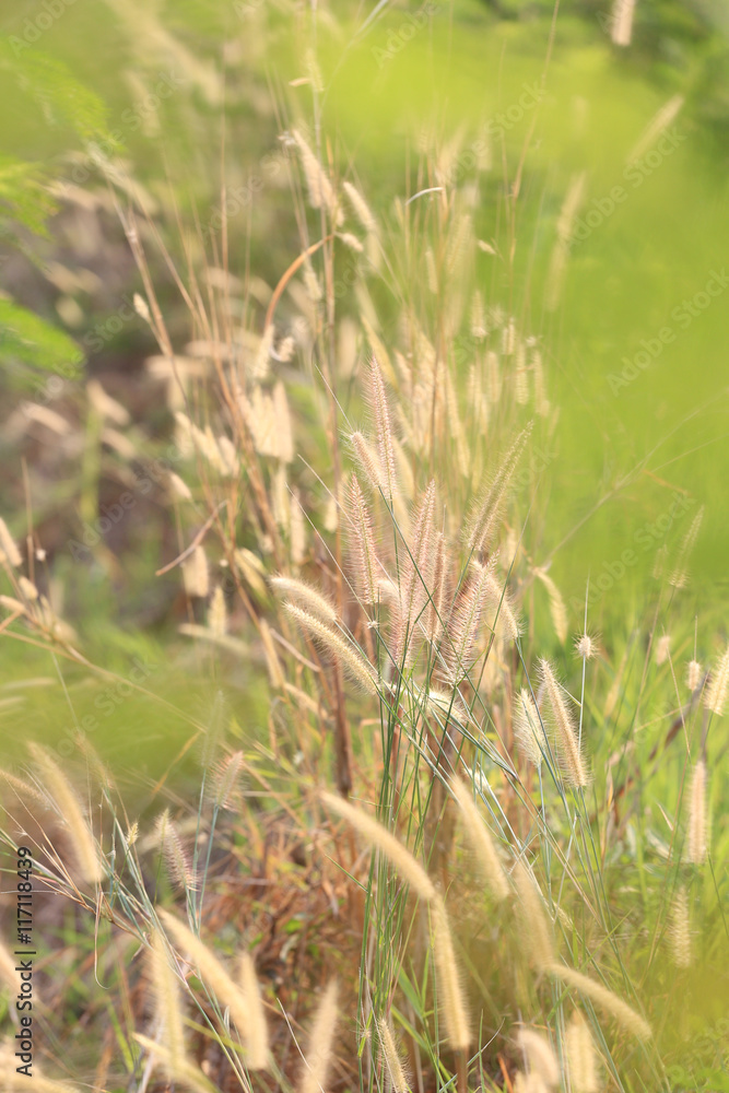 Summer flowering grass and green plants of cornfield in rural ar Summer flowering grass and green plants of cornfield in rural ar