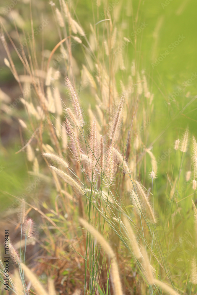 Summer flowering grass and green plants of cornfield in rural ar Summer flowering grass and green plants of cornfield in rural ar