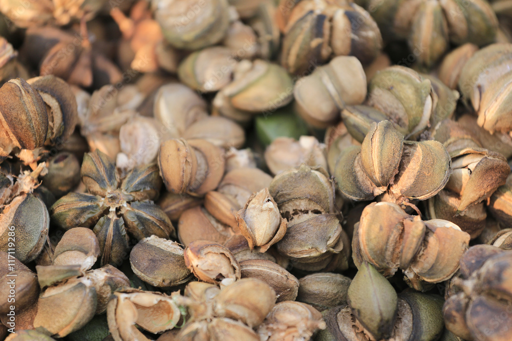 Ripe fruit of Legumes Sacha inchi or Inca peanut tree,Tropical h Ripe fruit of Legumes Sacha inchi or Inca peanut tree,Tropical h
