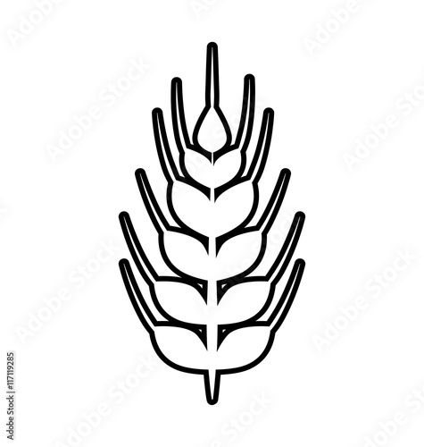 Grain concept represented by wheat ears icon. Isolated and flat illustration