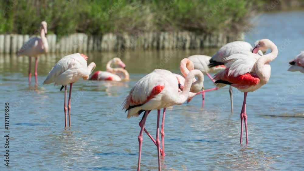 pink flamingos in the salt lagoons pink flamingos in the salt lagoons