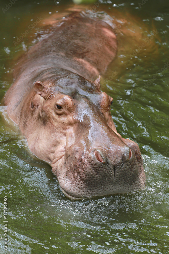 Fototapeta premium hippopotamus to soaking water.