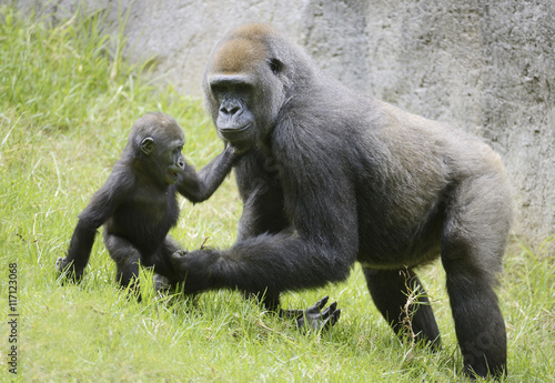 Gorilla mom and baby © PixilRay