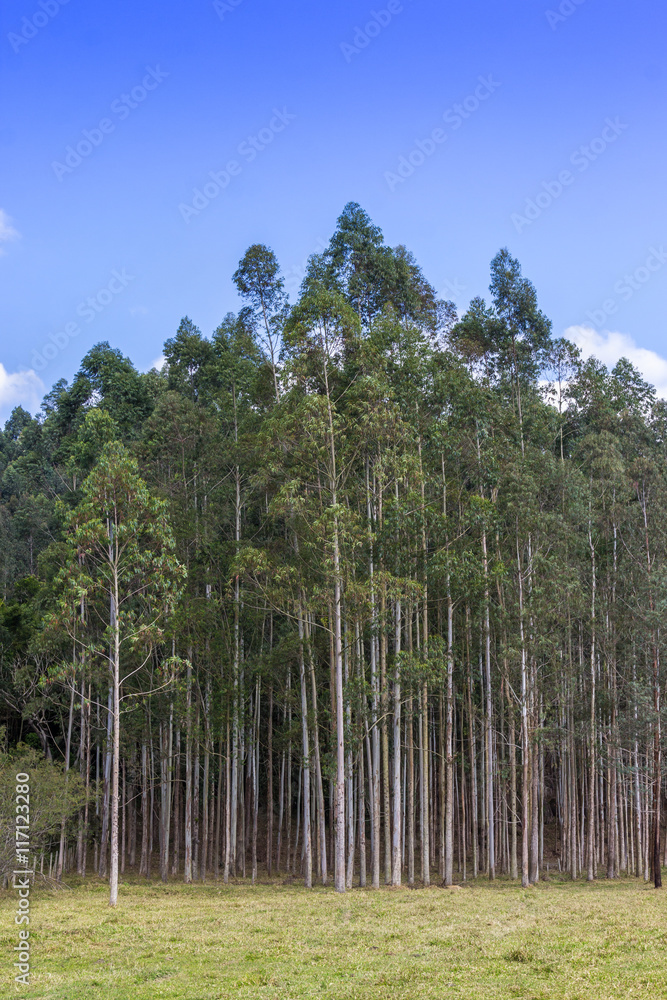 Plantação de árvores. Plantação de árvores.