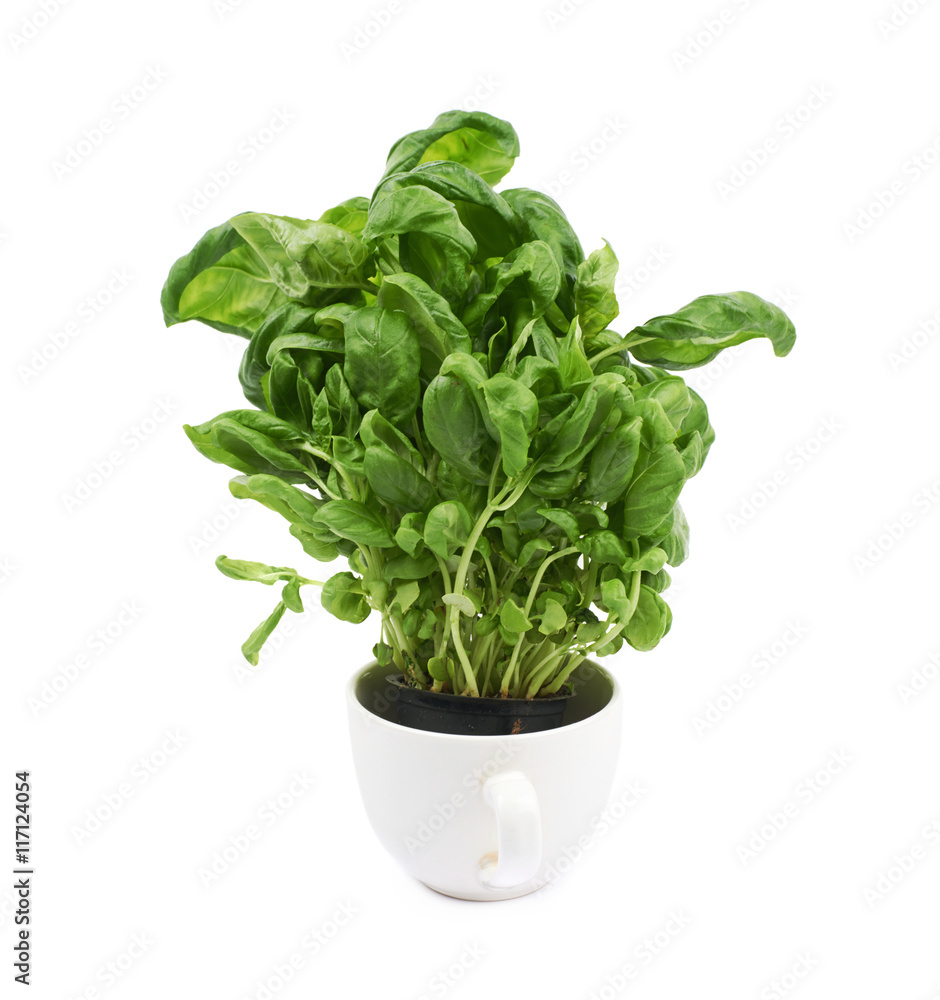 Basil plant in a cup Basil plant in a cup