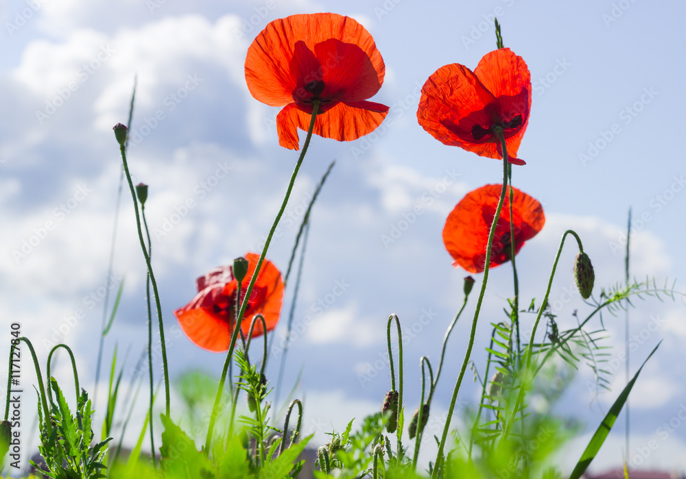 Obraz premium Poppies against the sky