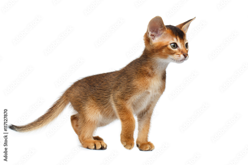 Cute Abyssinian Kitty Walking on Isolated White Background, Front view, Baby Animal
