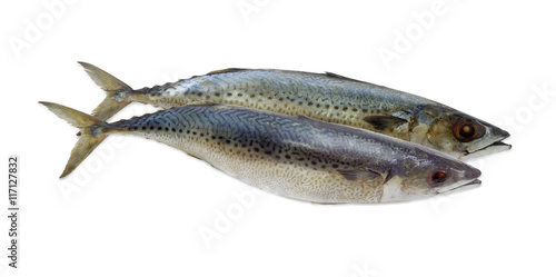 Atlantic mackerel on a light background