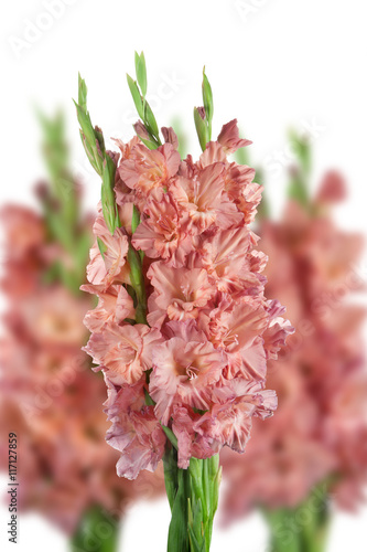 greeting gladioli beige color on a white background