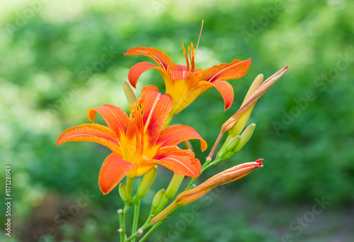 Fototapeta Naklejka Na Ścianę i Meble -  Two orange lily flowers