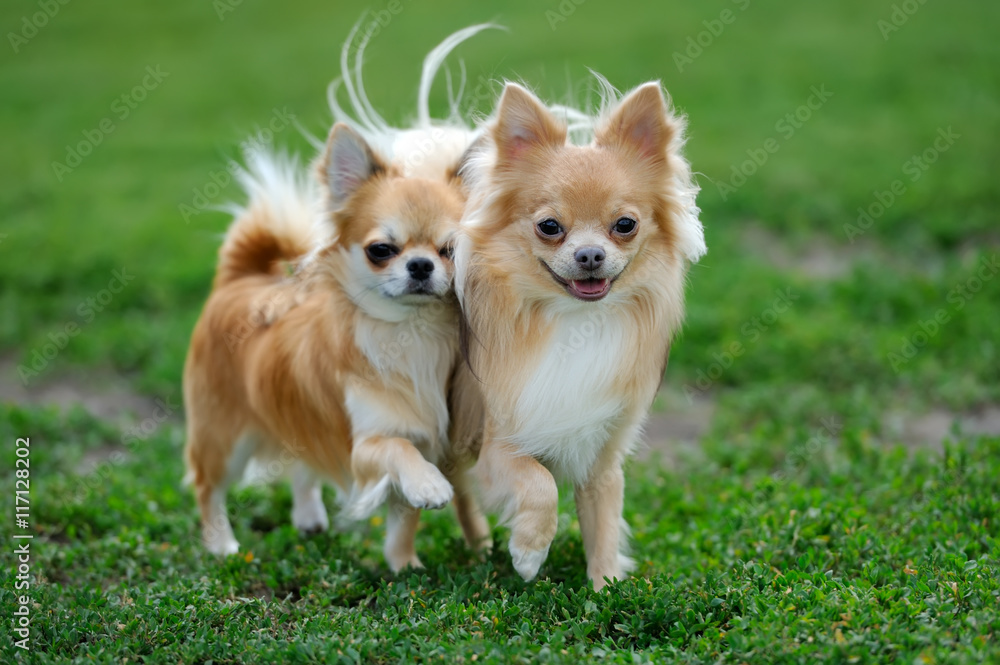 Two Longhair Chihuahua dog Two Longhair Chihuahua dog
