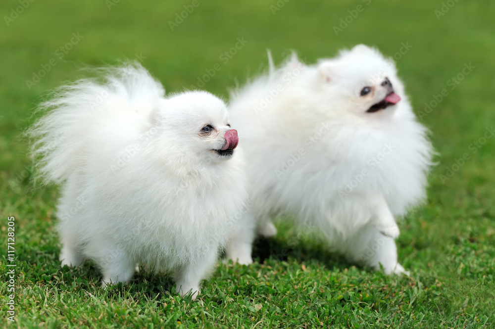 Fototapeta premium White pomeranian dog