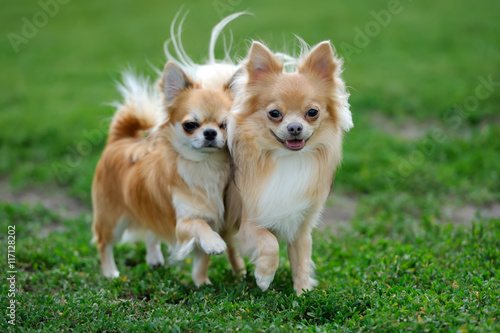 Two Longhair Chihuahua dog