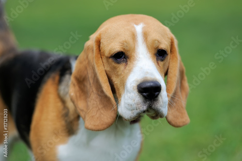 Close Beagle dog