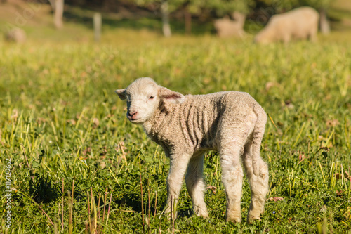 closeup of newborn lamb standing on meadow
