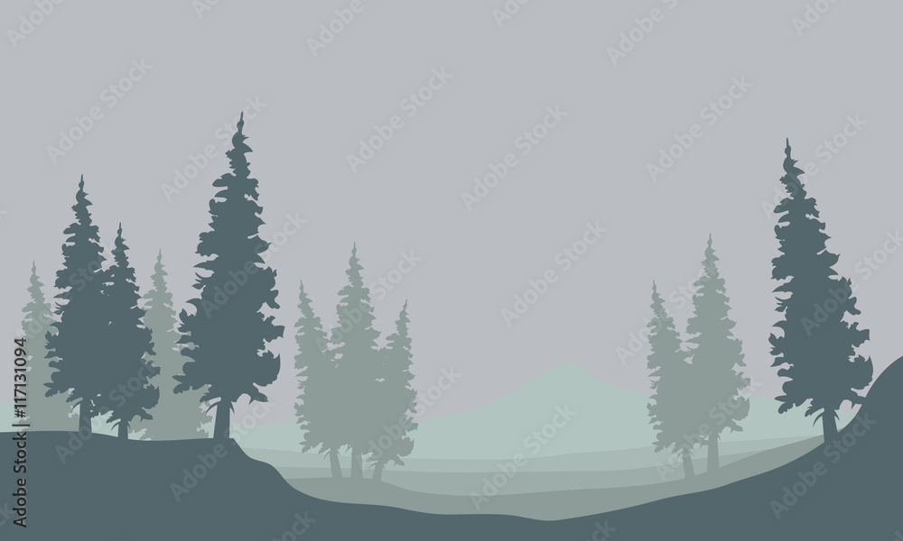 Silhouette of spruce in fog