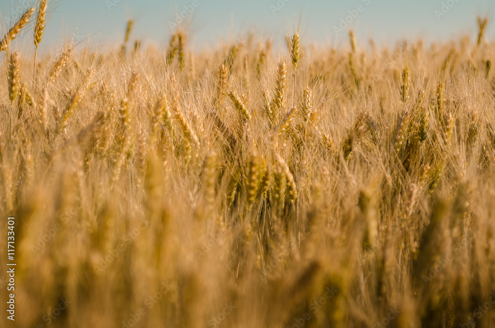 Golden wheat close up. Golden wheat close up.