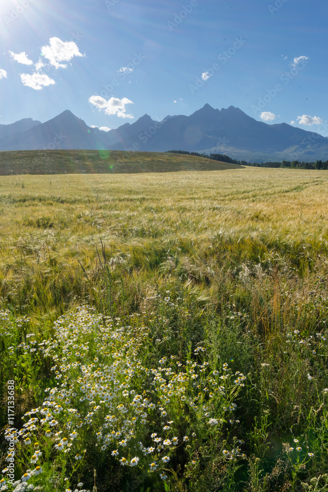 Obraz premium Scenic view of High Tatras, Slovakia. Vertical shot of mountains landscape with grain fields in a front.