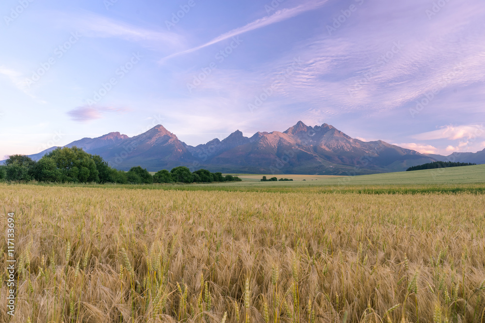 Obraz premium Morning view of High Tatras, Slovakia. Horizontal shot of mountains landscape with grain fields in a front. Beautiful morning light.