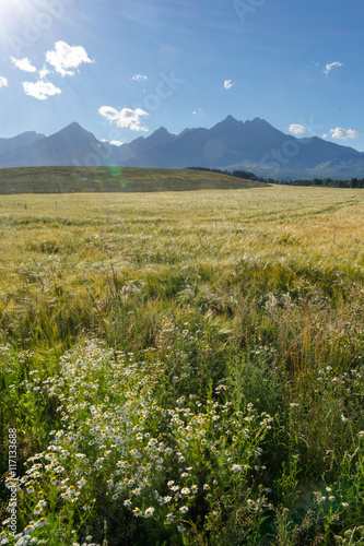 Scenic view of High Tatras  Slovakia. Vertical shot of mountains landscape with grain fields in a front.