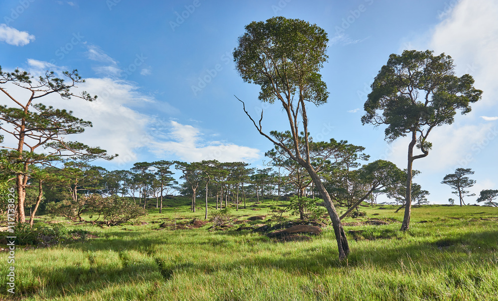 Obraz premium Grass field and trees in sunlight and blue sky.